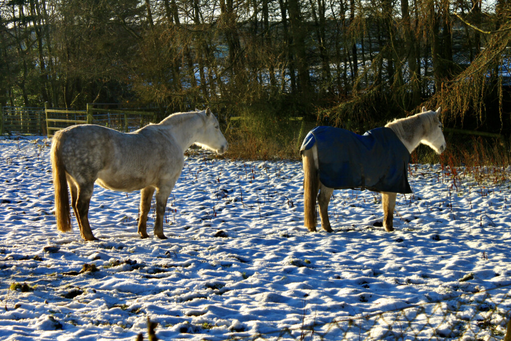 Horses & snow