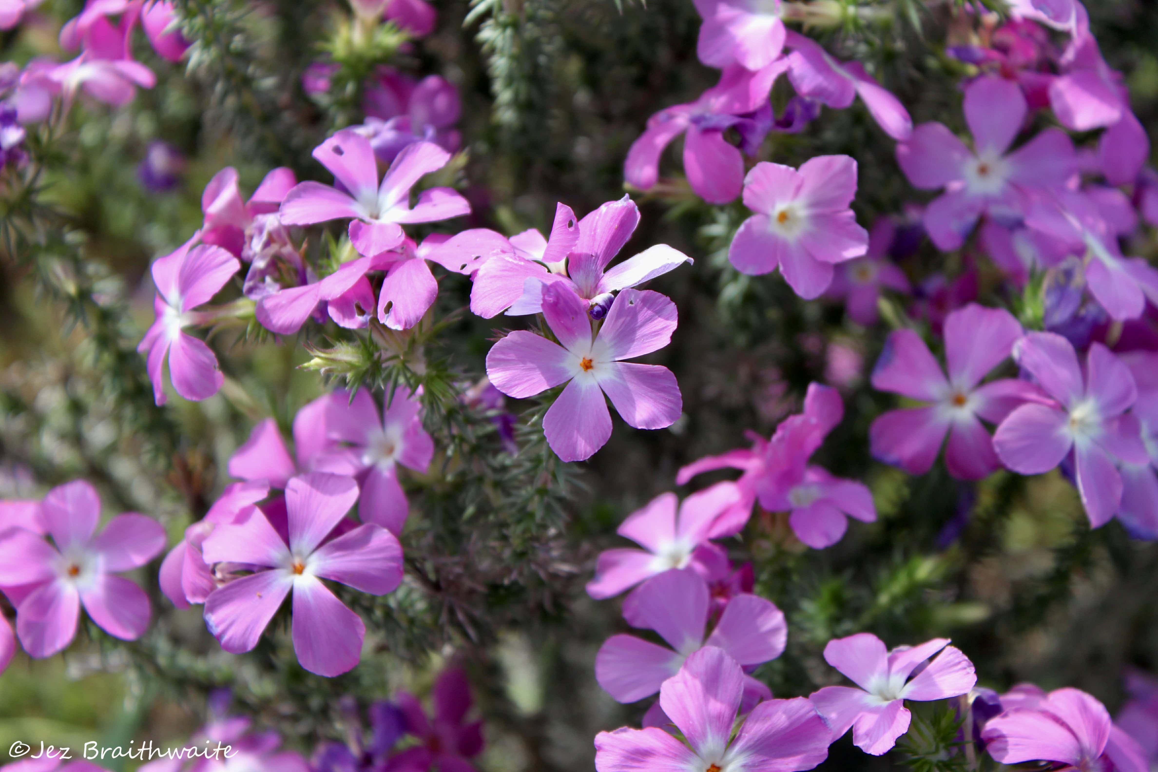 Desert Moutain Phlox — FOTD Jan 19