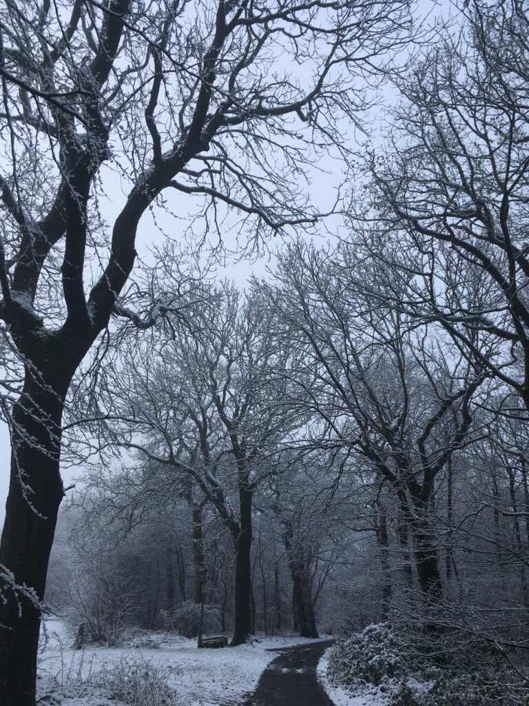 Snow covered trees