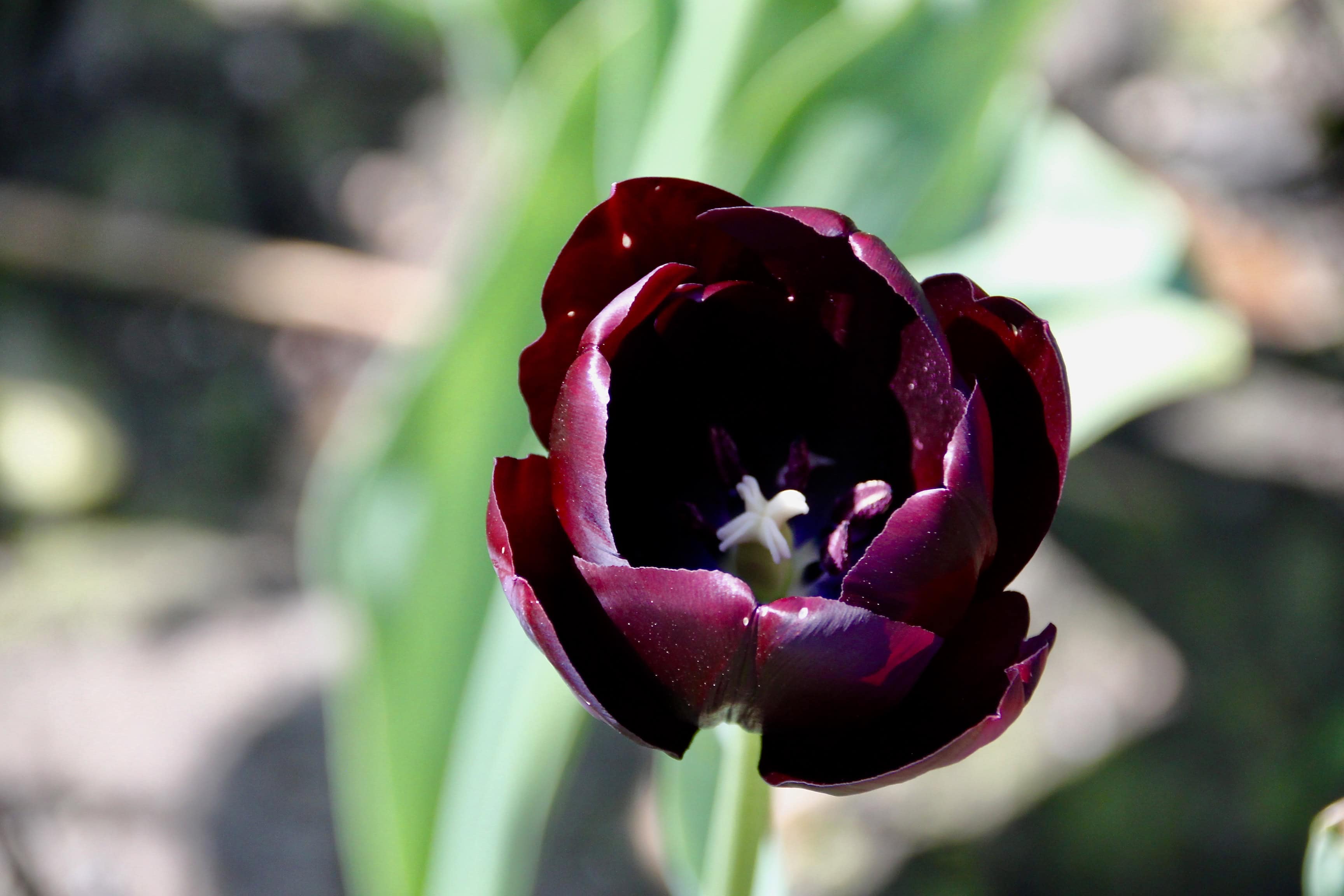 Purple Tulips — FOTD Jan 31
