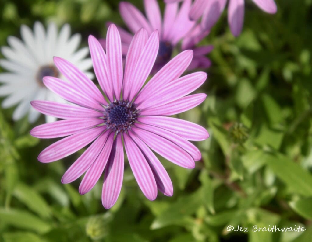 Cape daisy