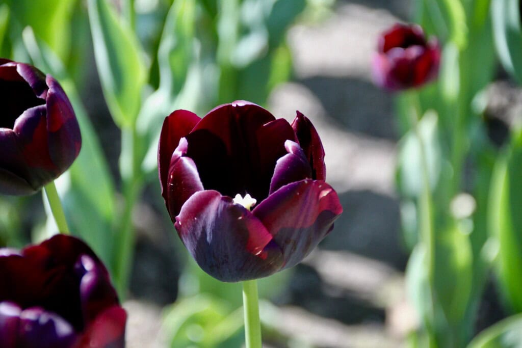 Tulips