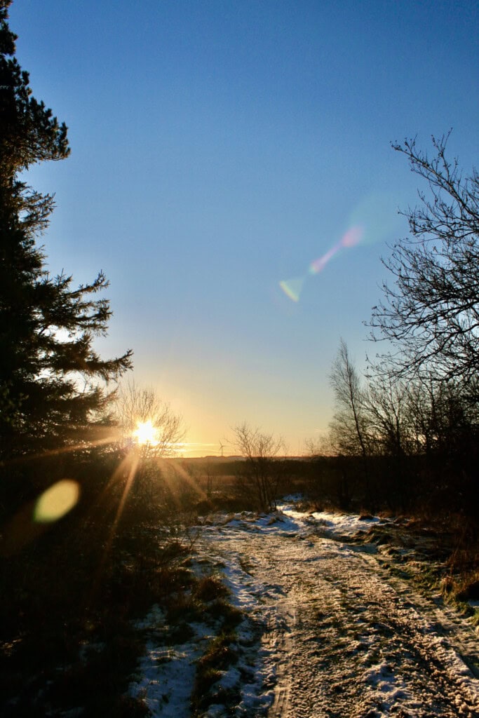 Sun through the trees