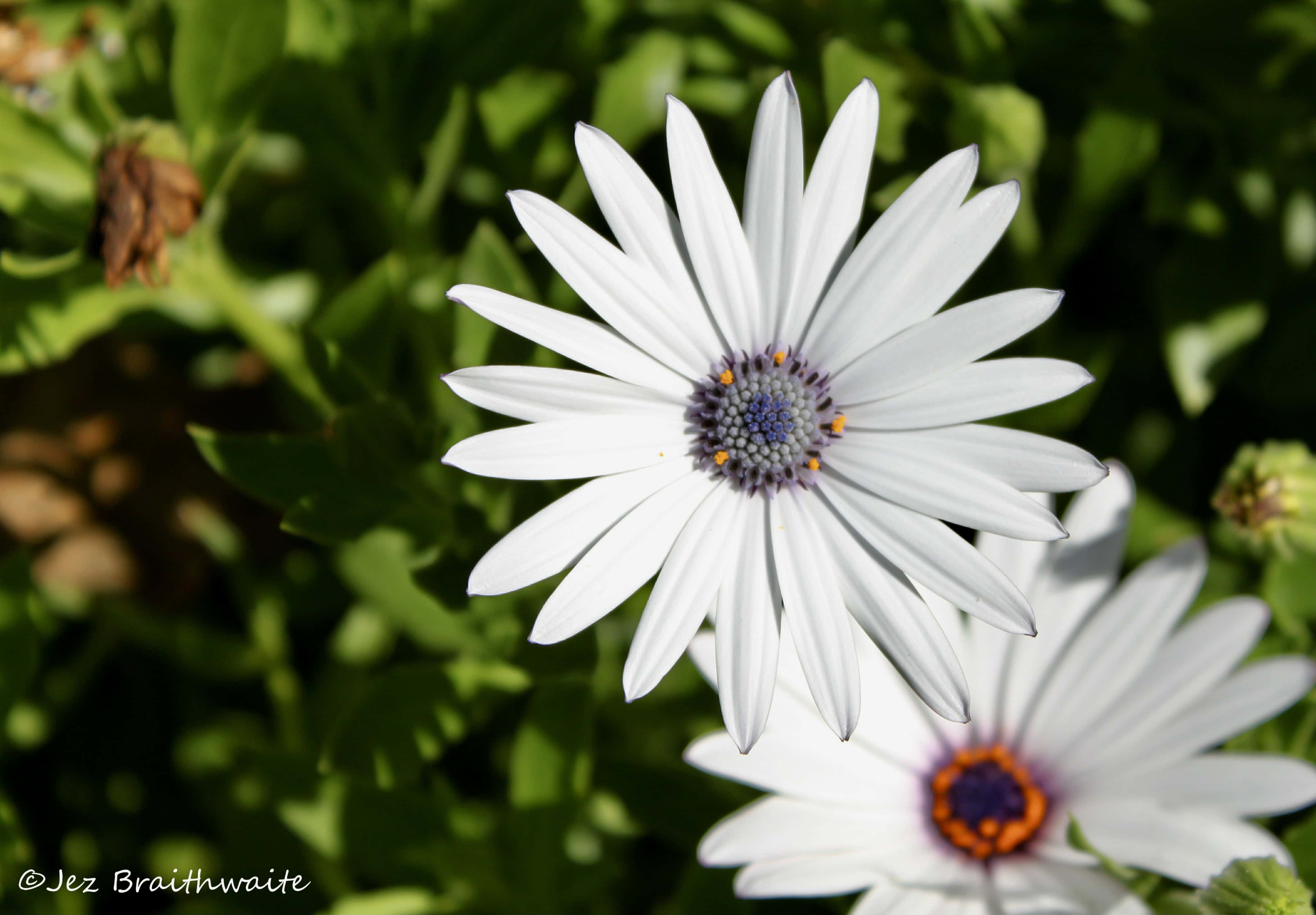 Cape Daisies — FOTD Jan 17