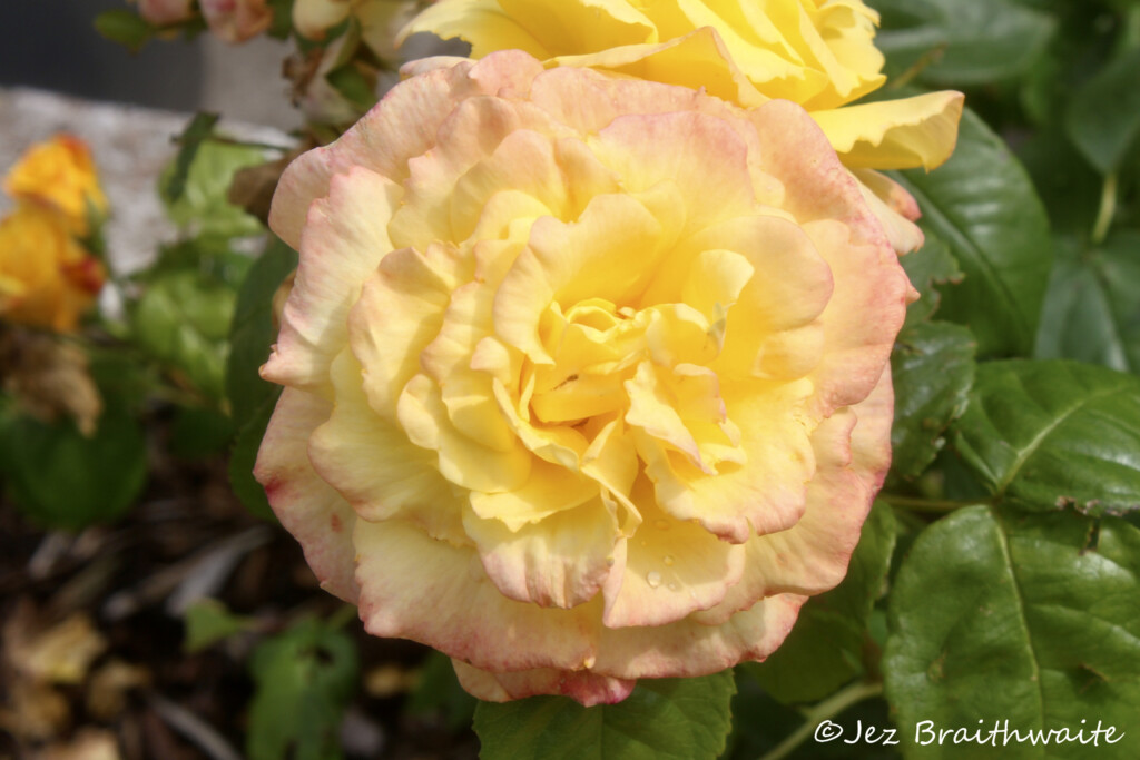 Rose