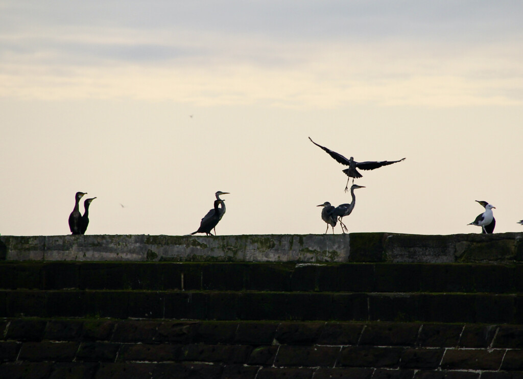 Coming in to land
