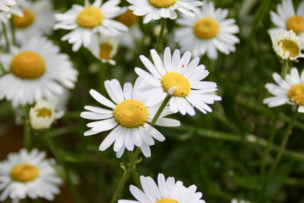 Daisies