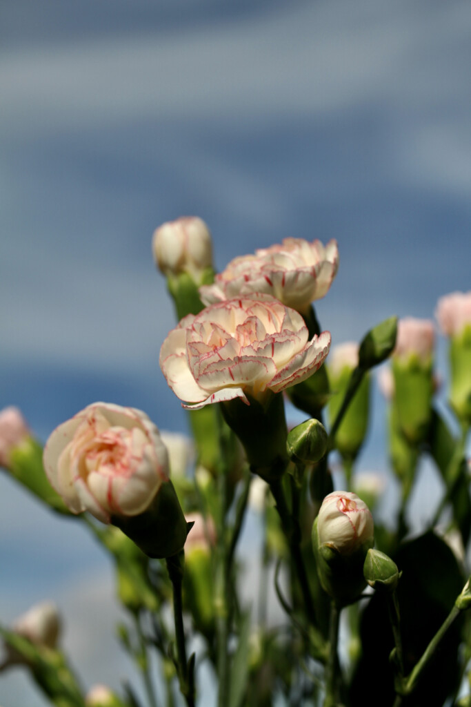 Carnations