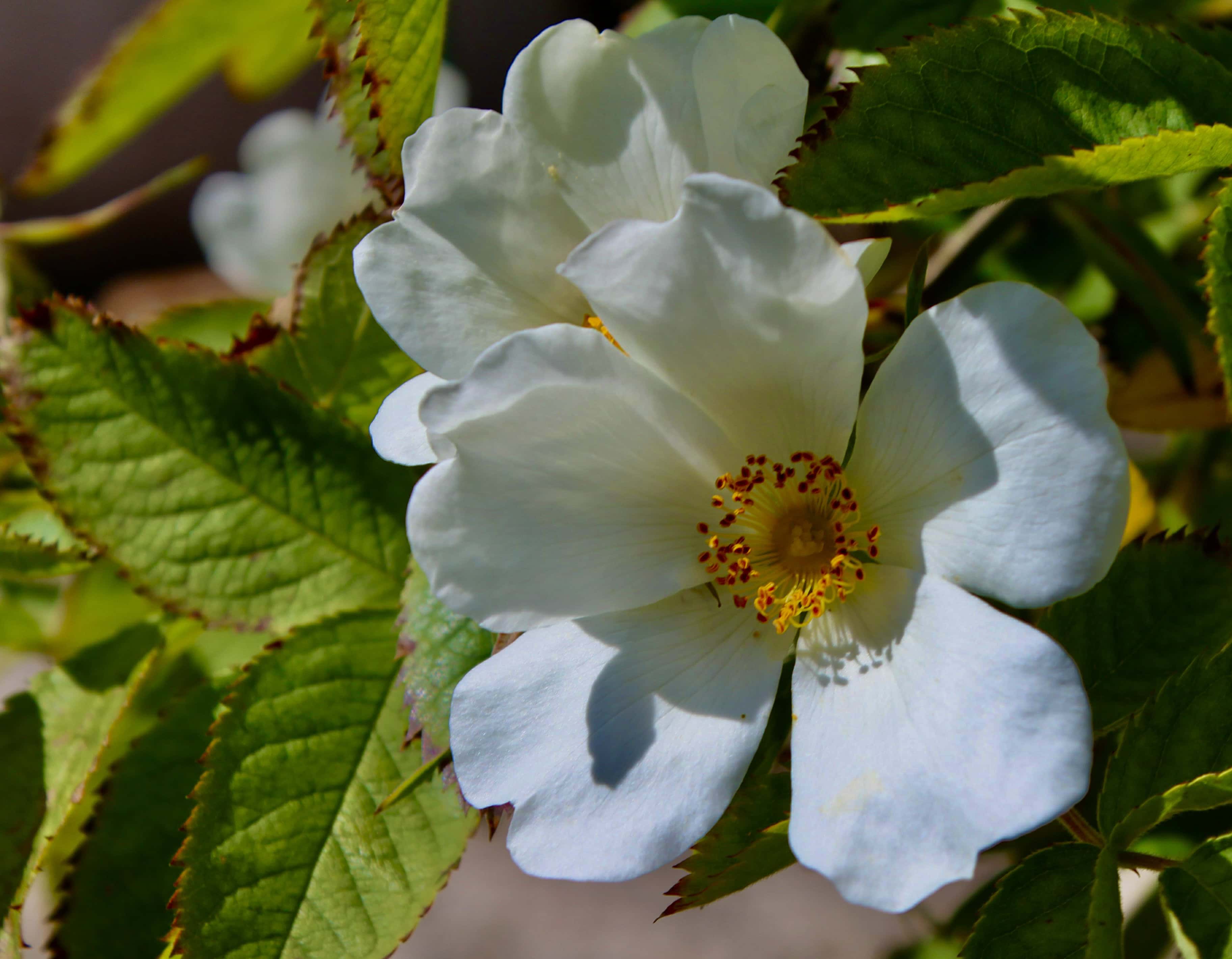 White Rose — FOTD Jan 04