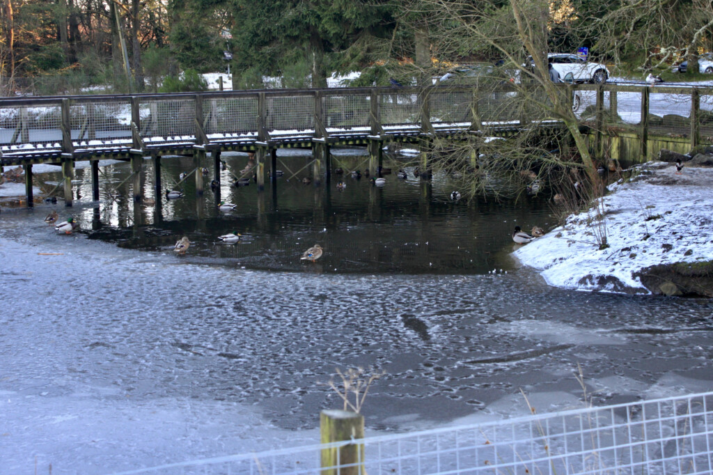 Palacerigg Visitor Centre Pond
