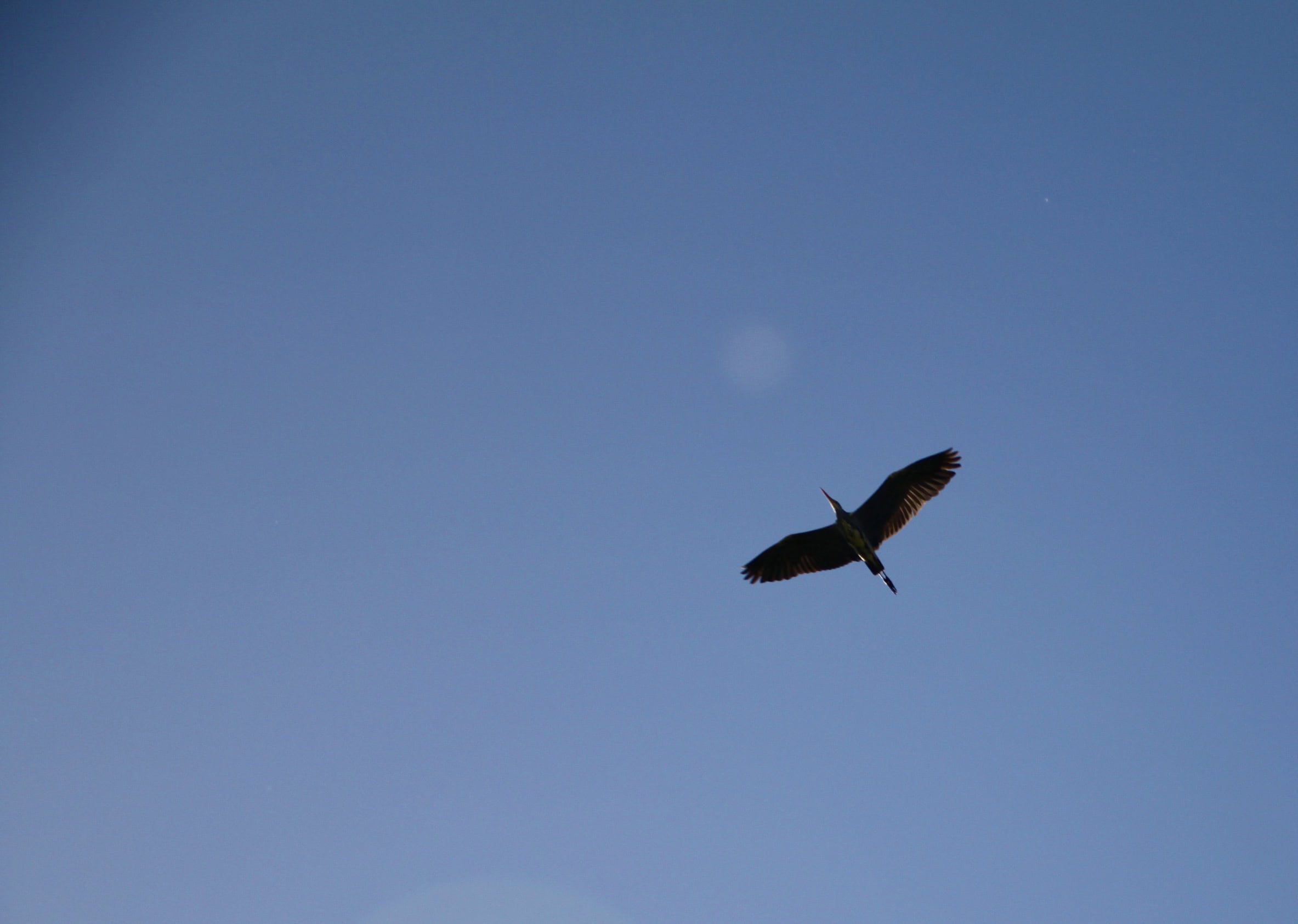 Soaring Up Above