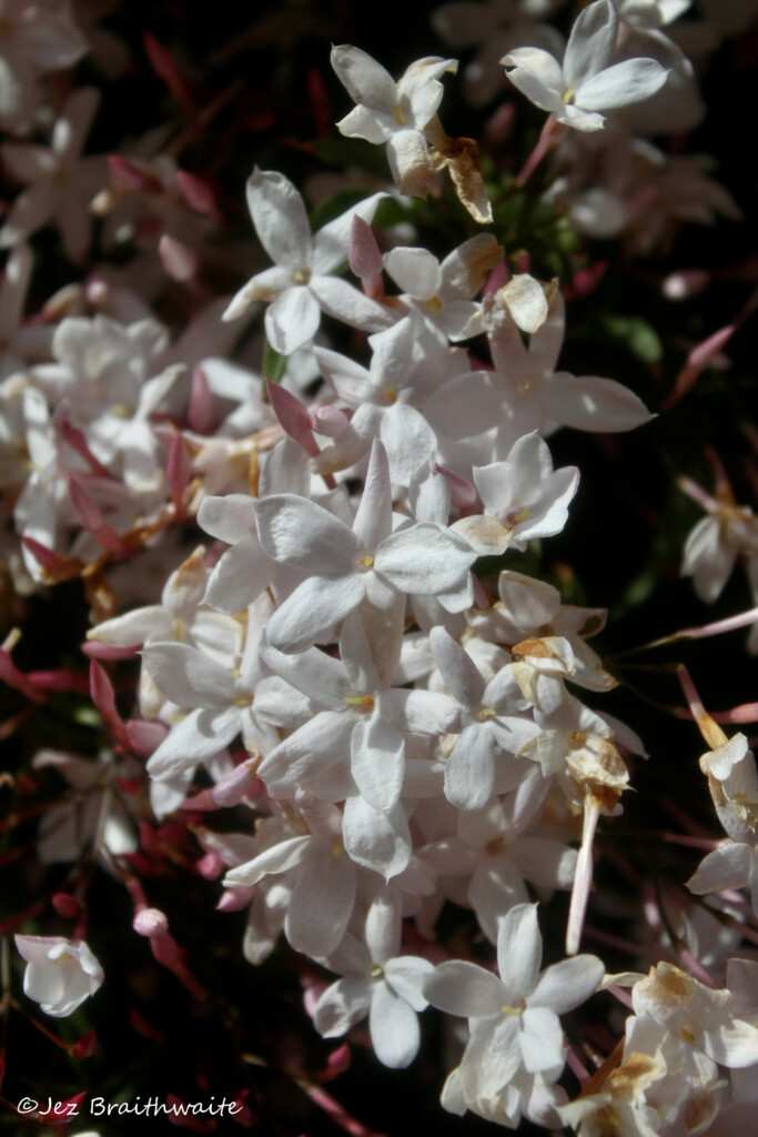 Jasmine