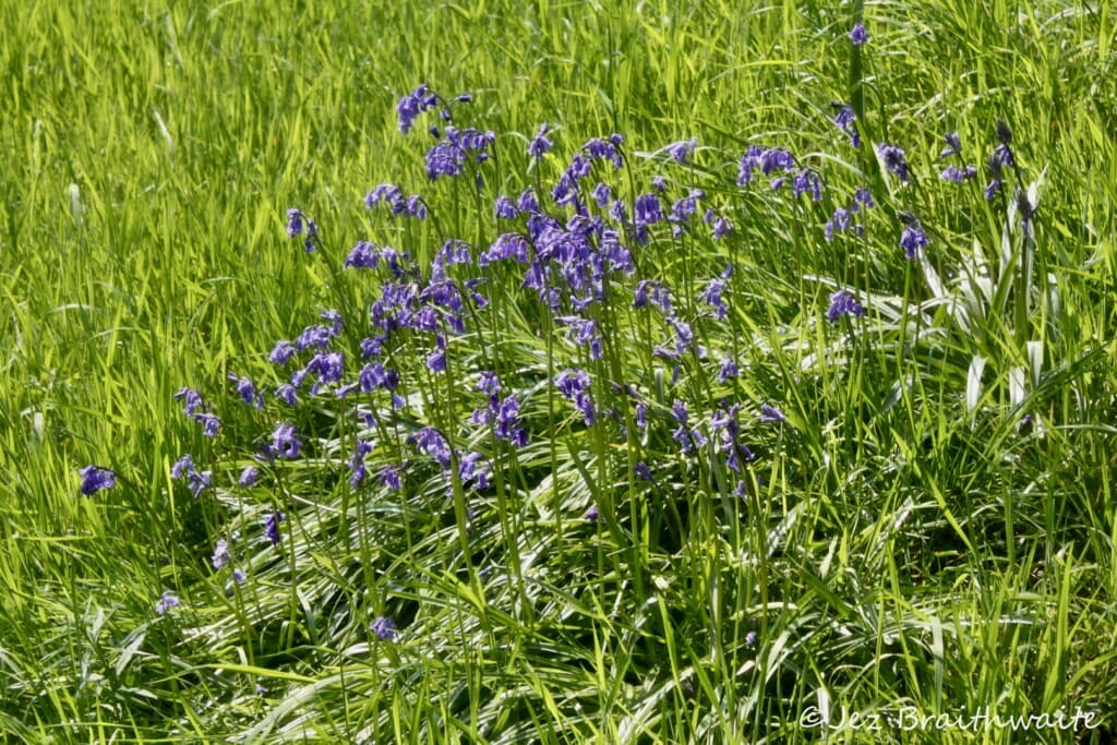 Bluebells