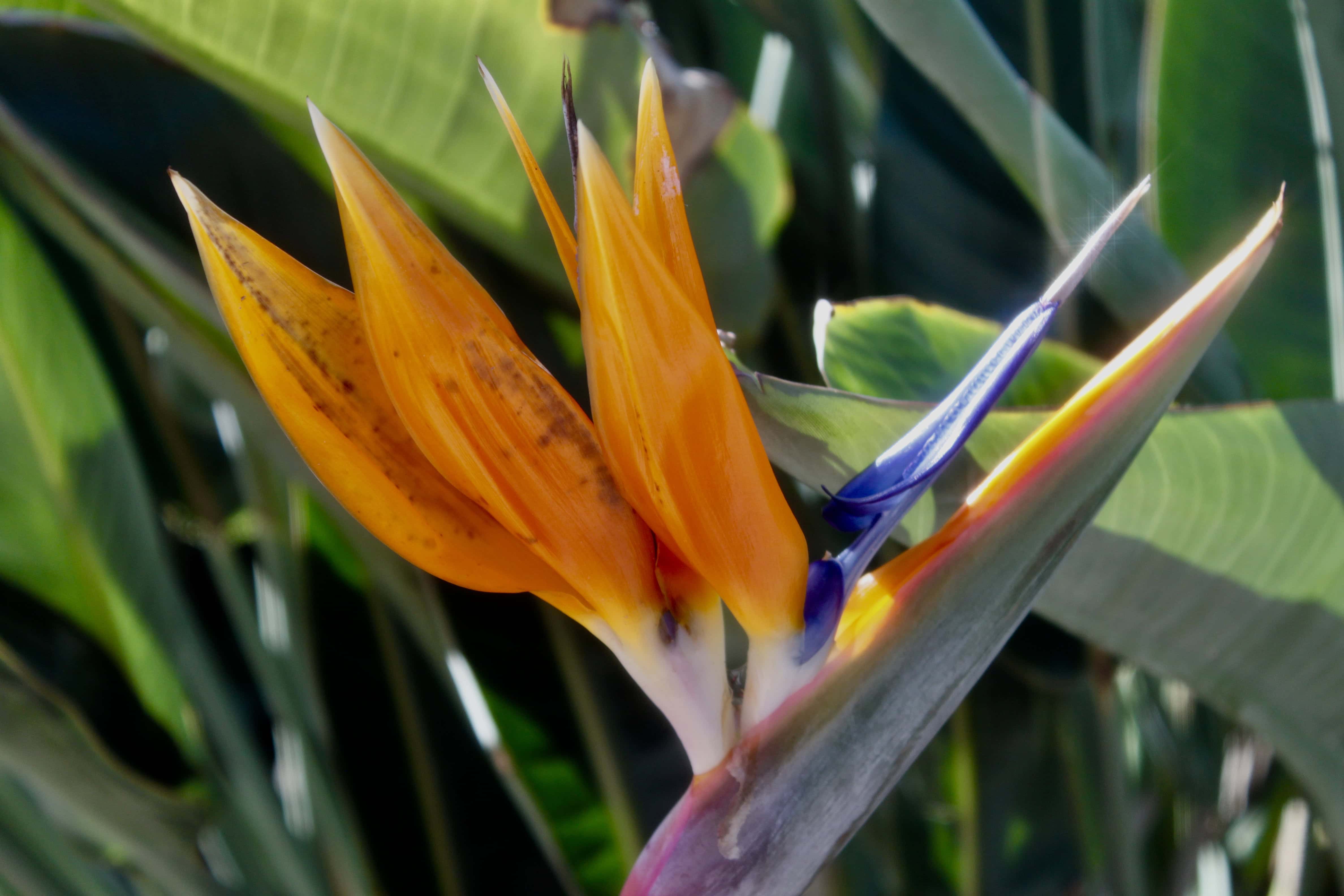 Bird of Paradise — FOTD Jan 16