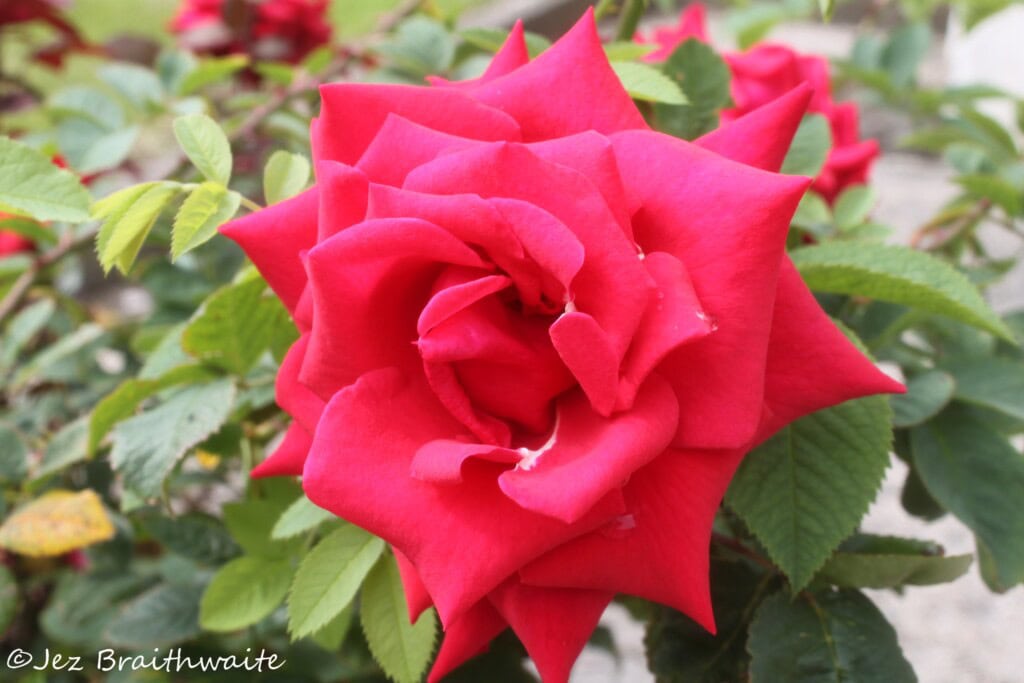 Red rose