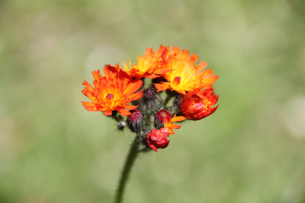 Orange Hawkweed