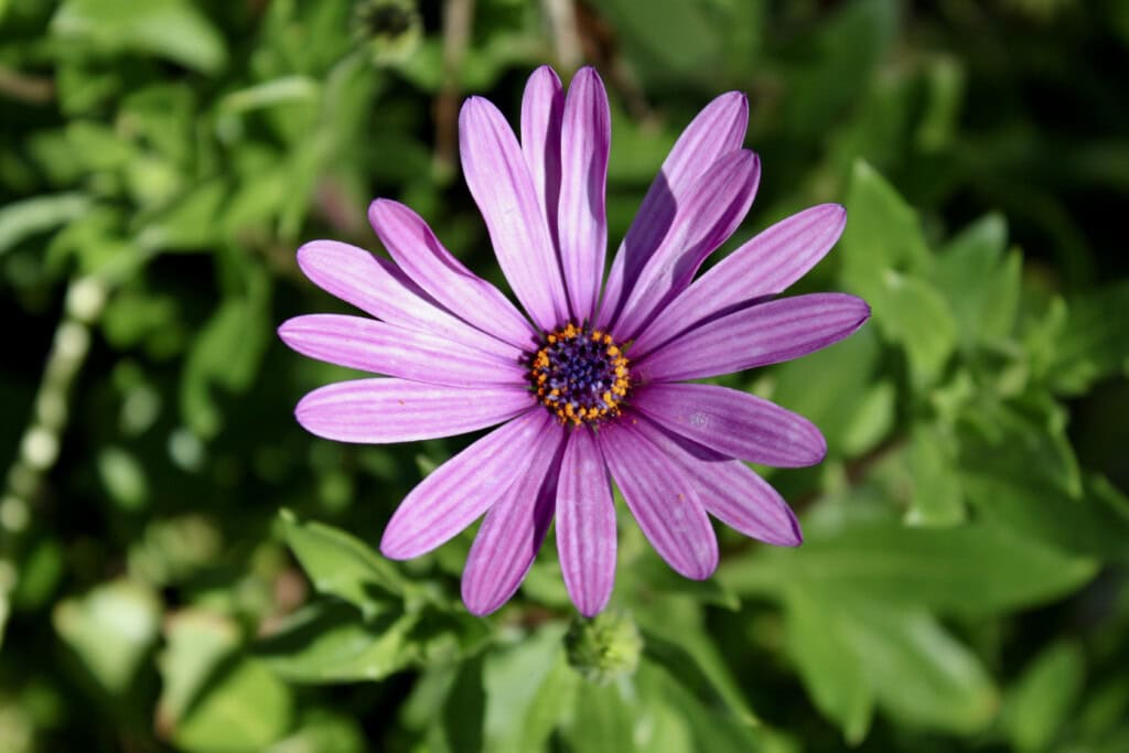 Pink Cape Daisy
