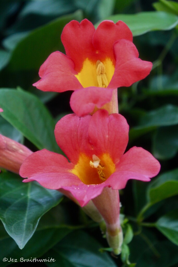 Red trumpet vine