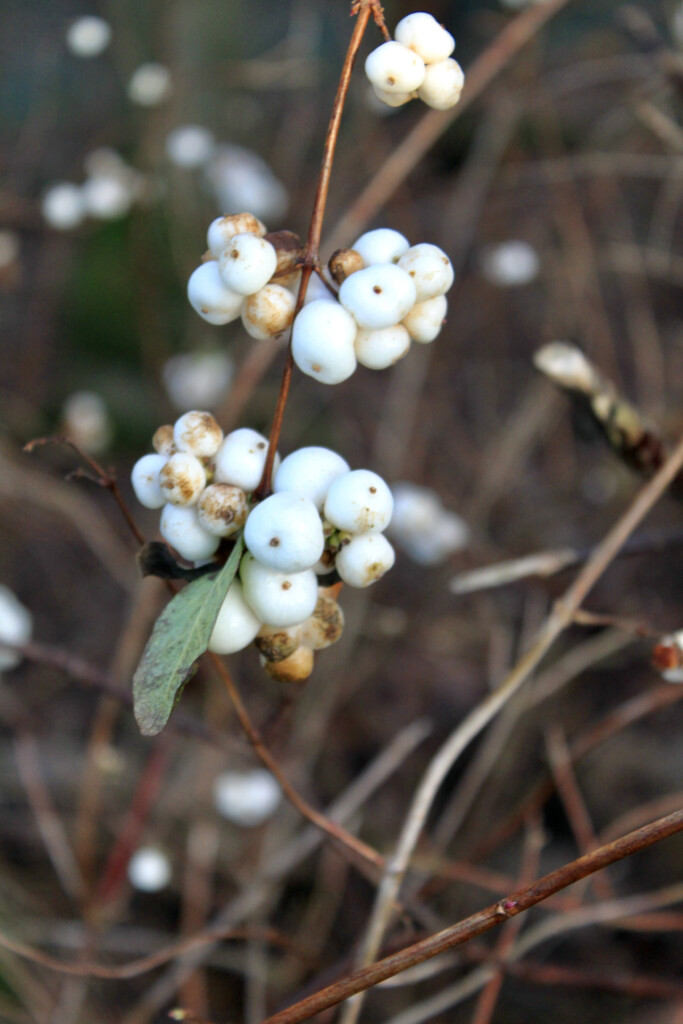 Snowberries