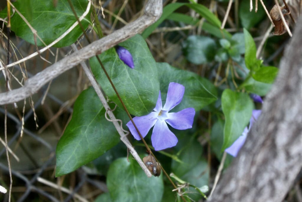 Blue periwinkle