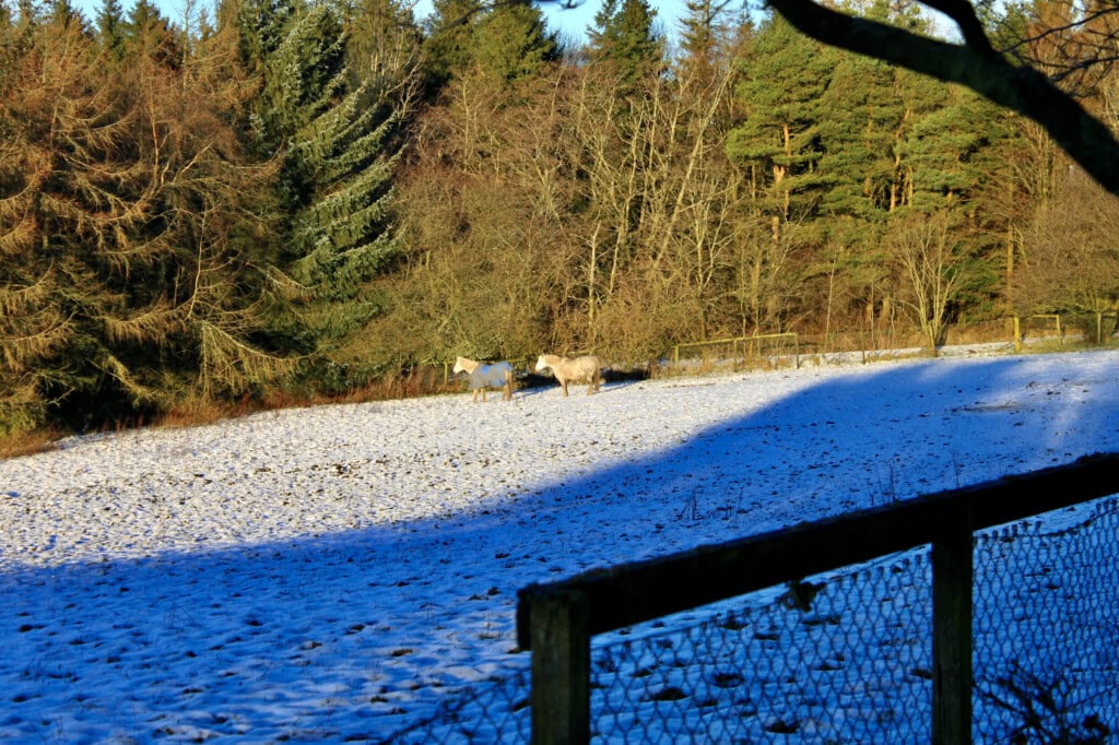 Horses in Palacerigg Country Park