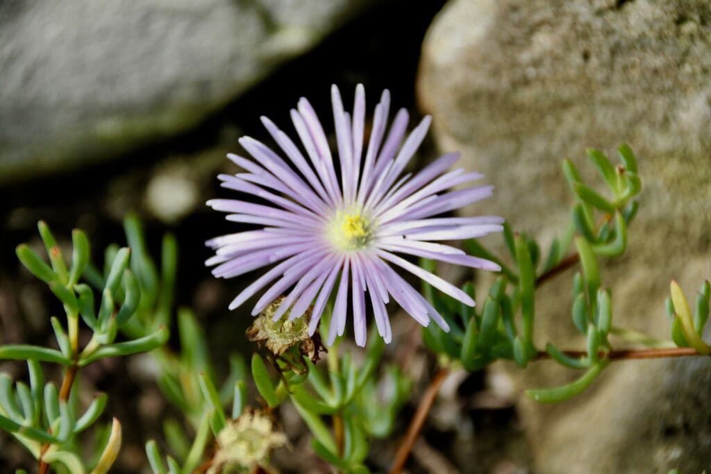 Succulent flowers