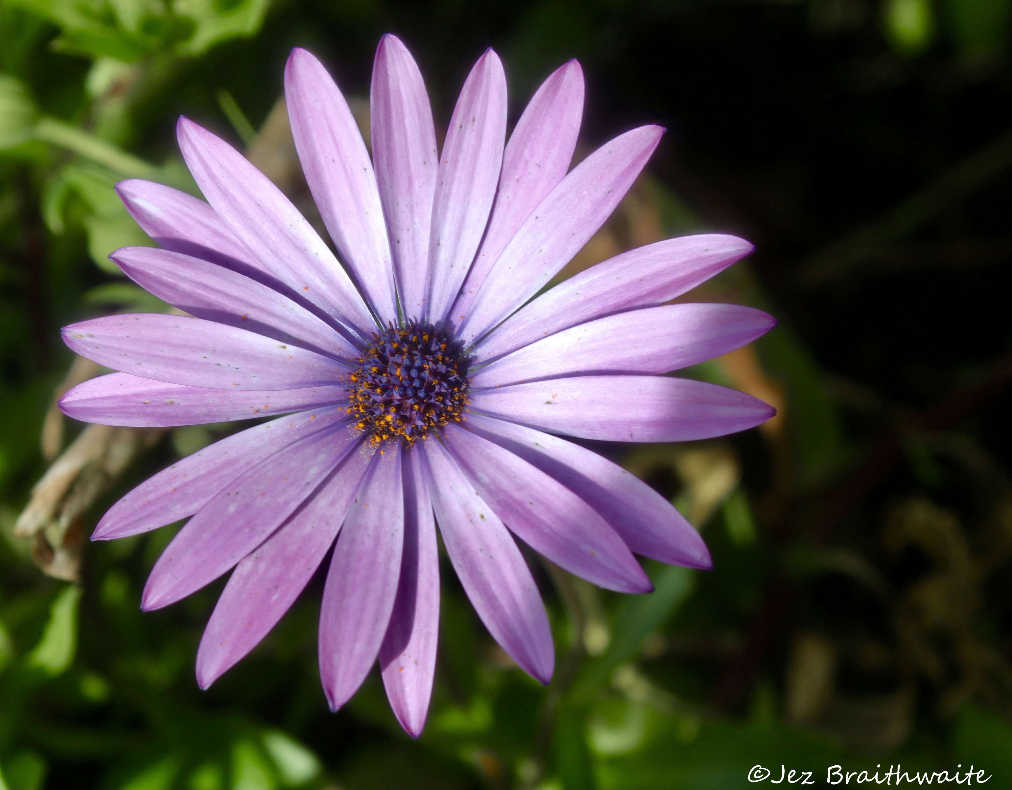 Pink Cape Daisy — FOTD Jan 12