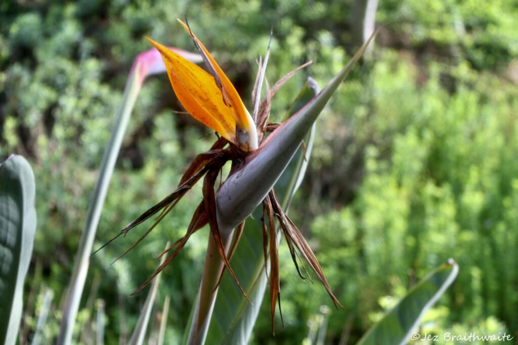 Bird of Paradise