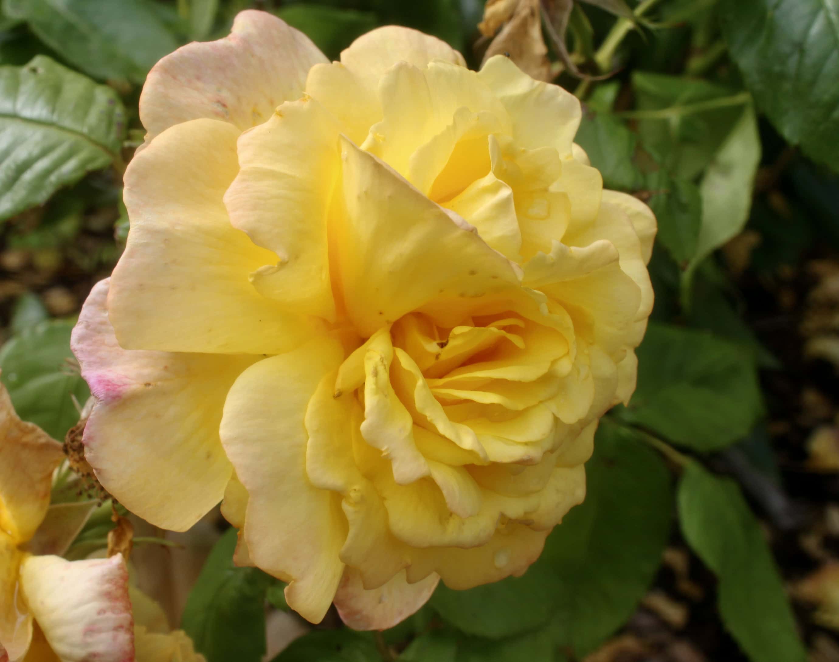 Yellow Rose — FOTD Jan 09