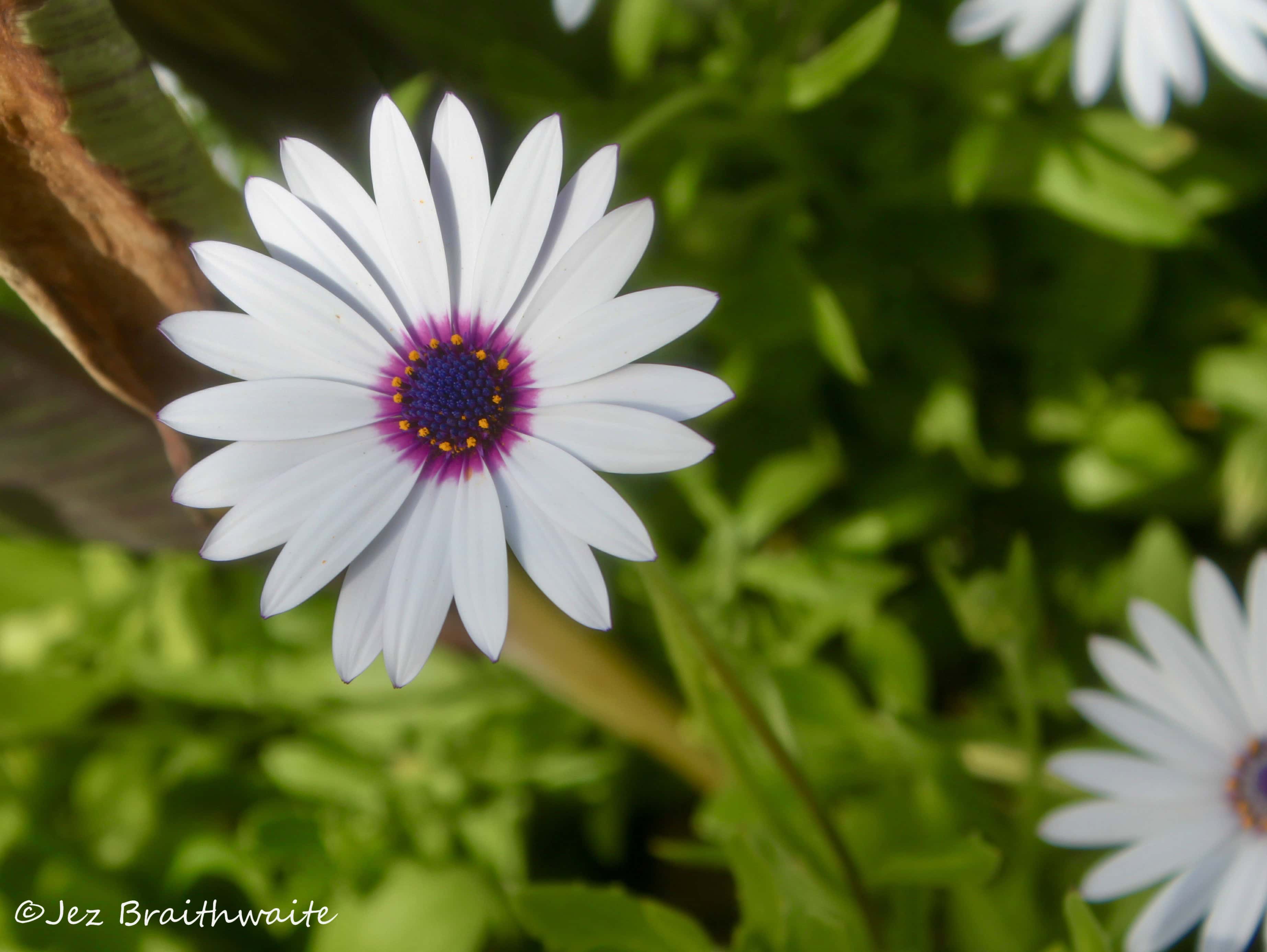 Cape Daisies — FOTD Jan 10