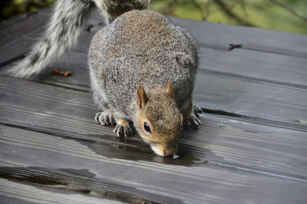 Squirrel having a drink