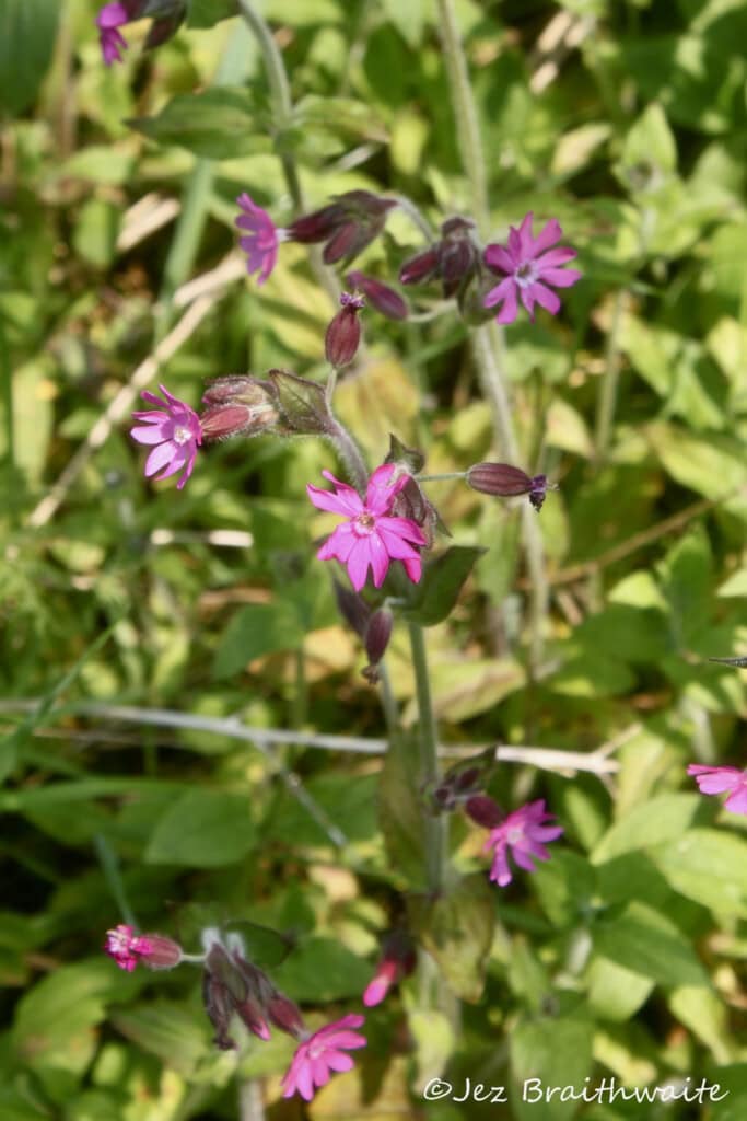 Pink wild flowers