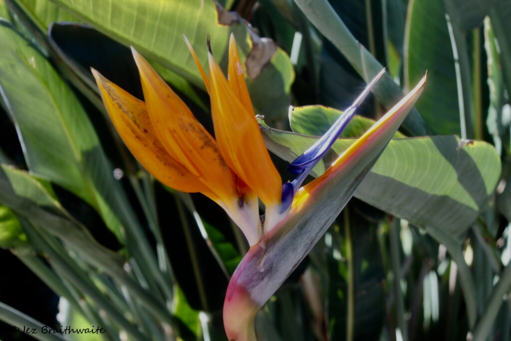 Bird of paradise