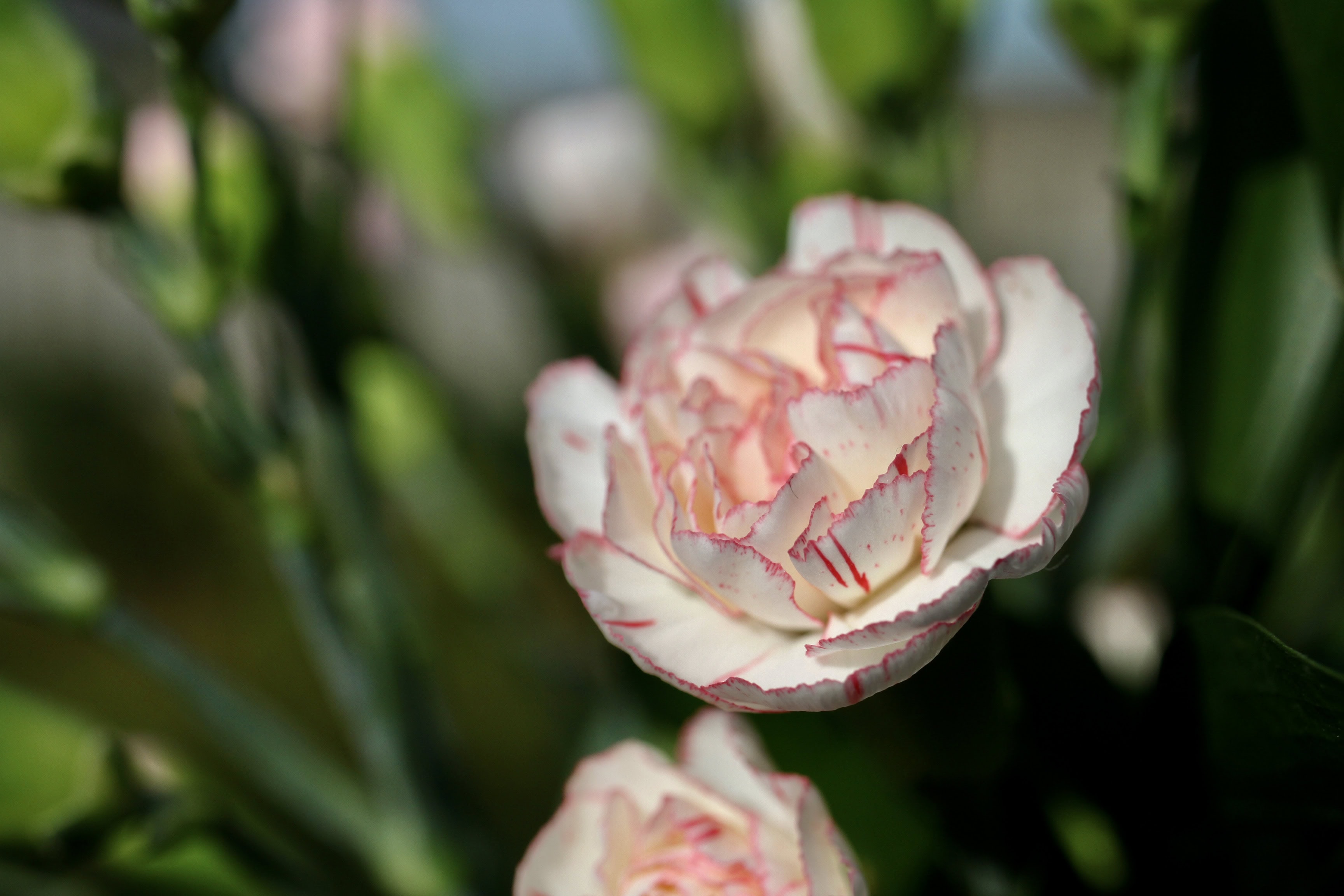 Carnation & Happy New Year– FOTD Jan 01