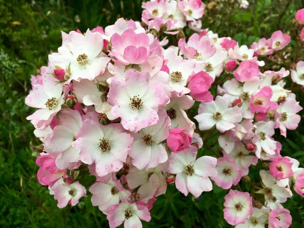Wild roses