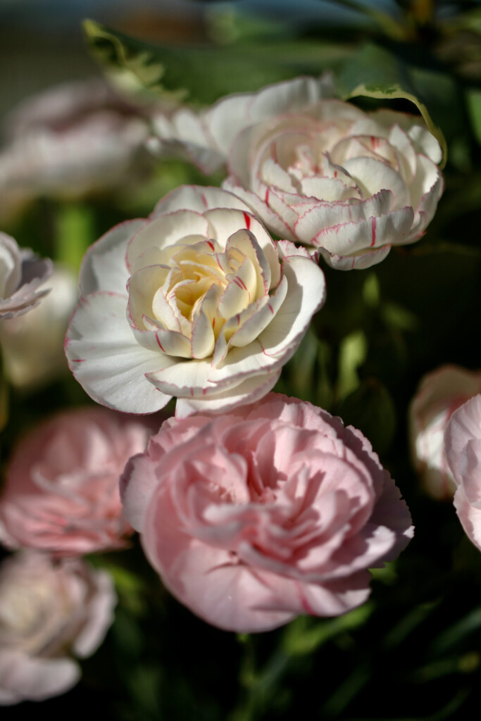 Carnations