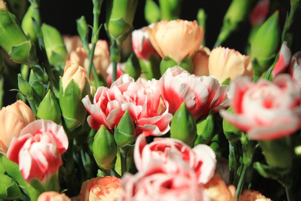 Carnations