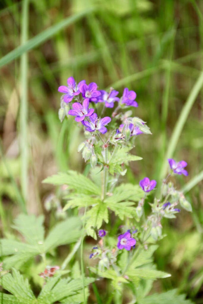 Pink wildflowers