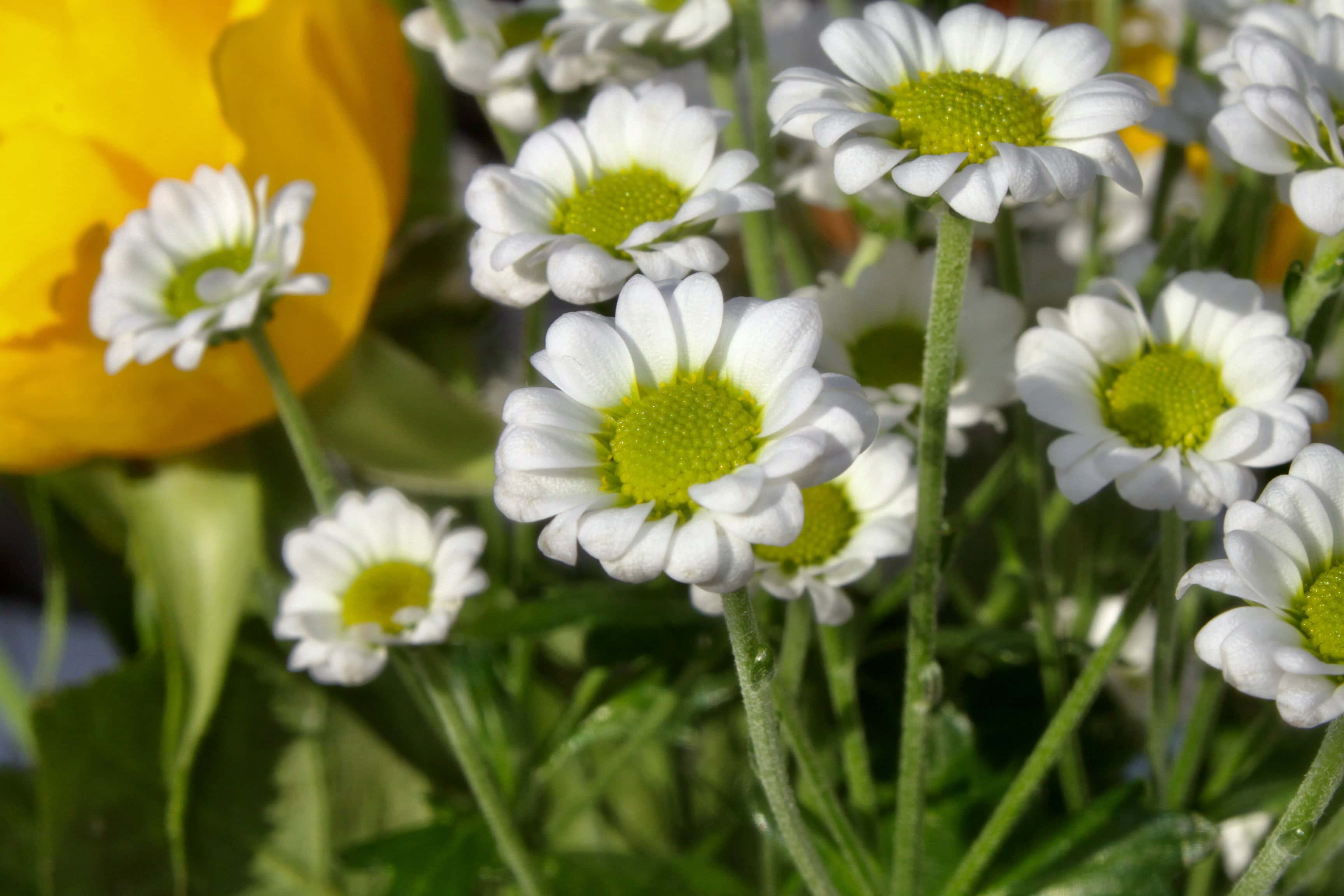 Small White Chrysanths — FOTD Feb 15