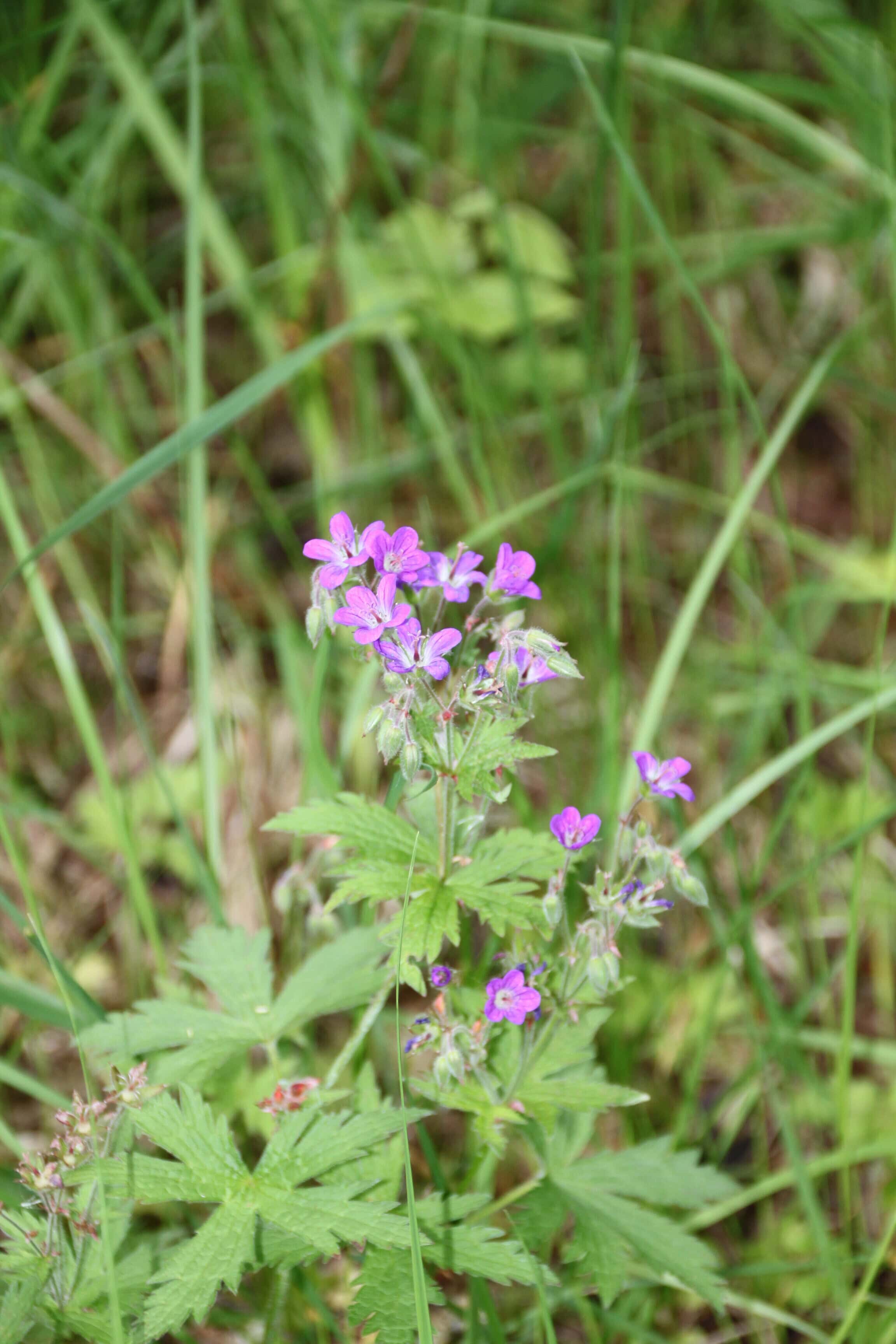 Pink Wildflowers — FOTD Mar 01