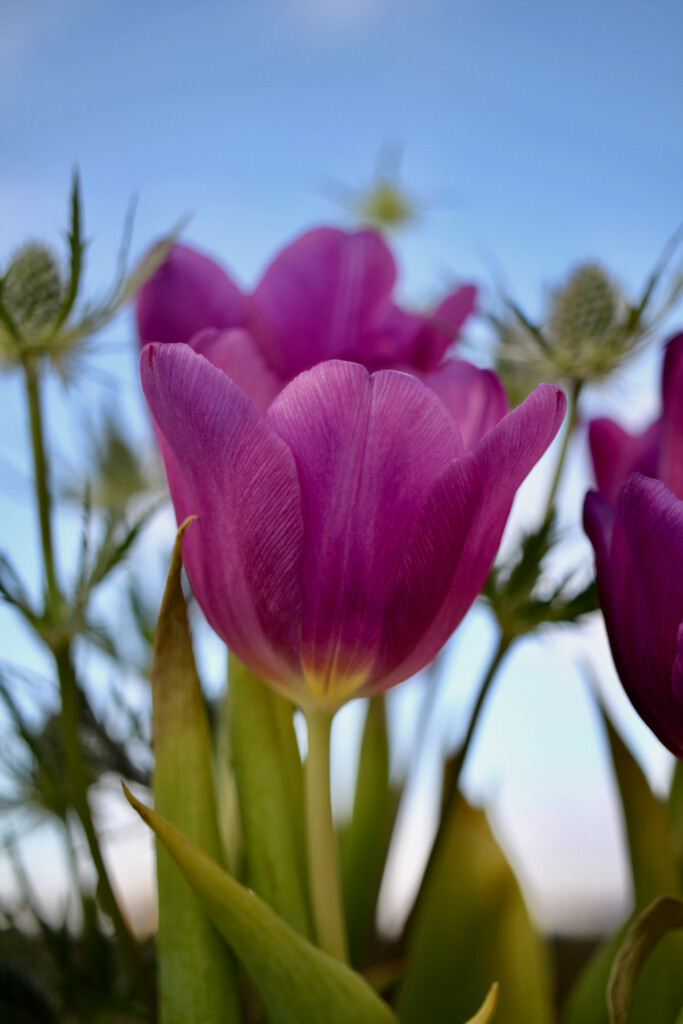 Tulips