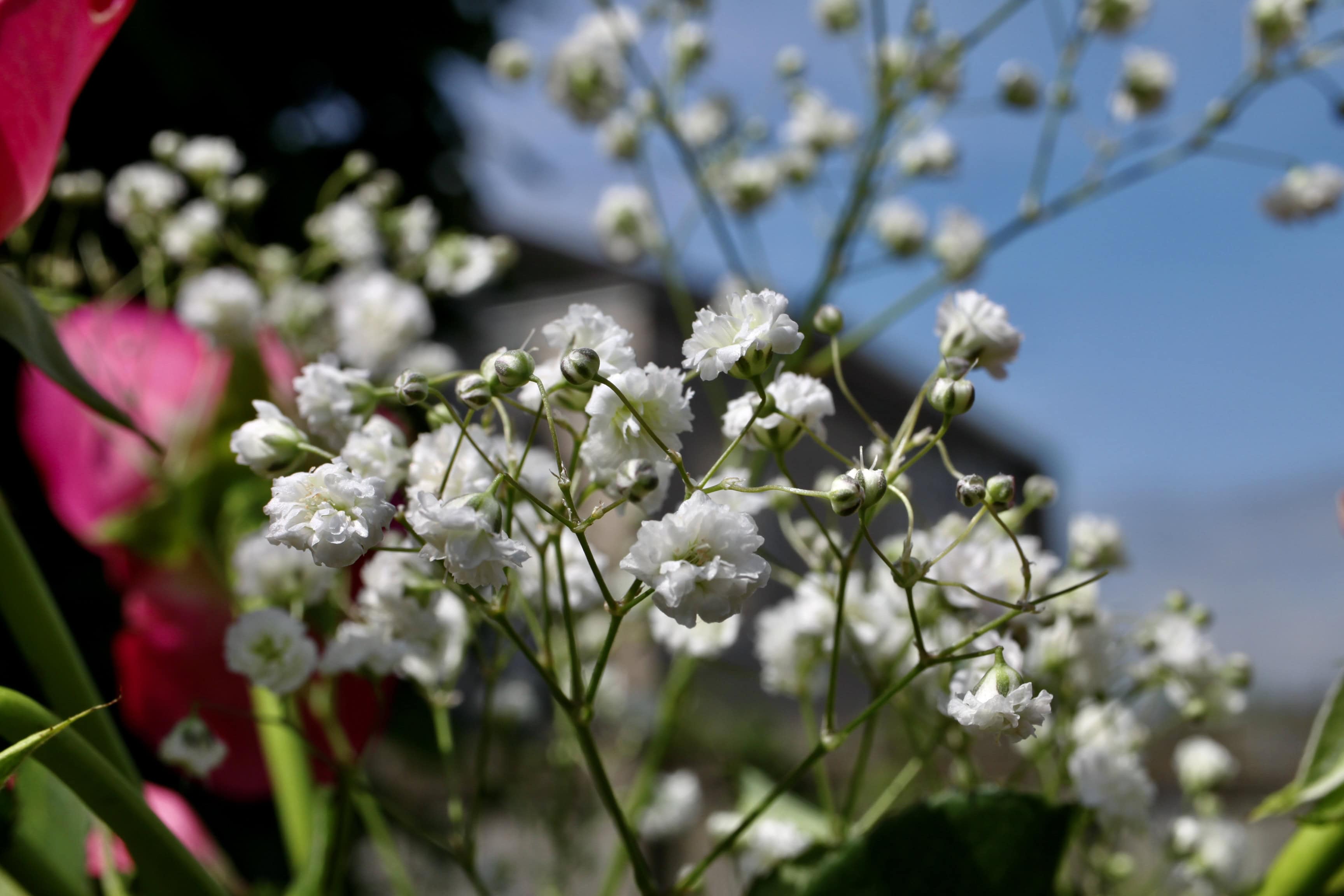 Baby’s Breath — FOTD Feb 27