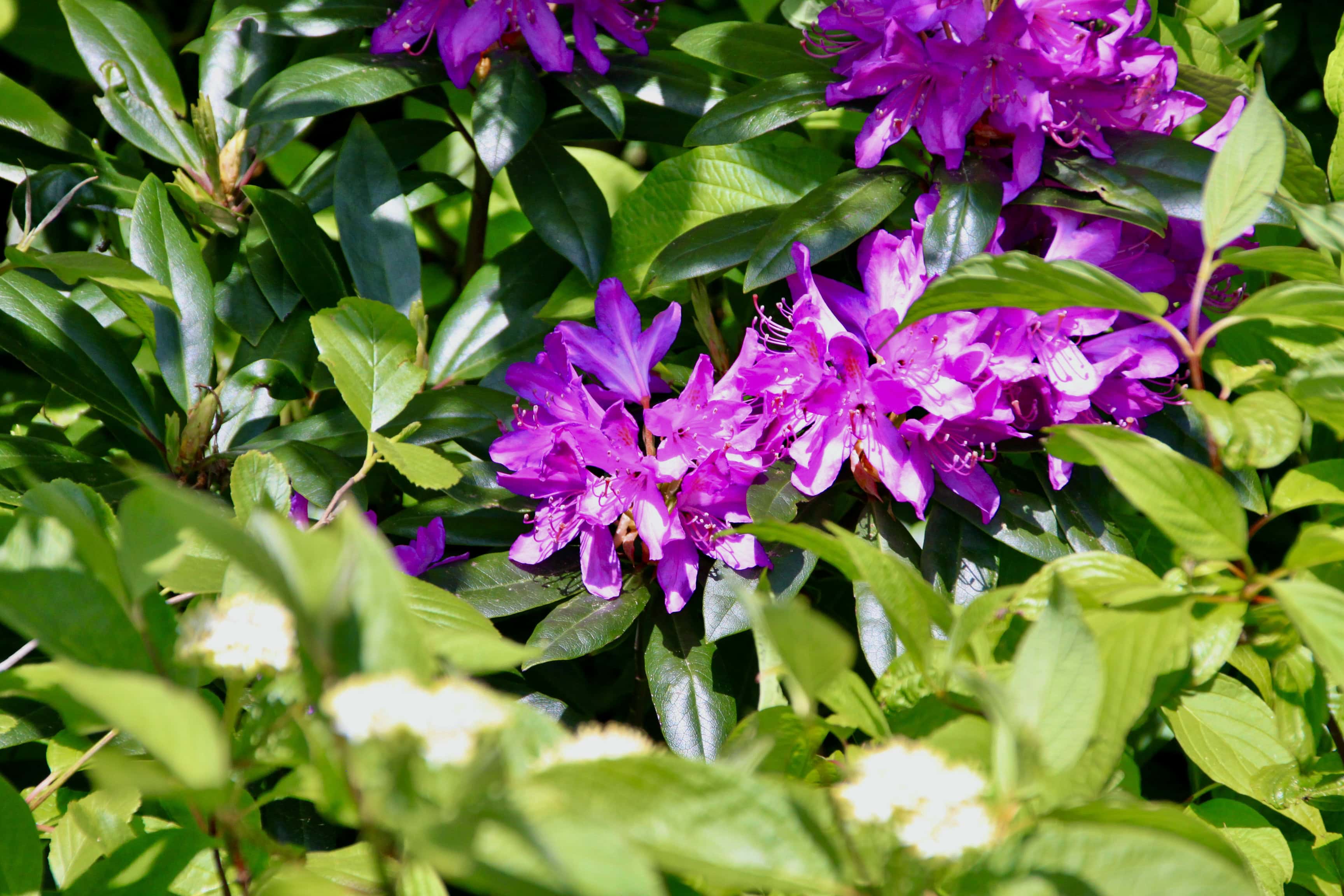 Pink Rhodies — FOTD Feb 11