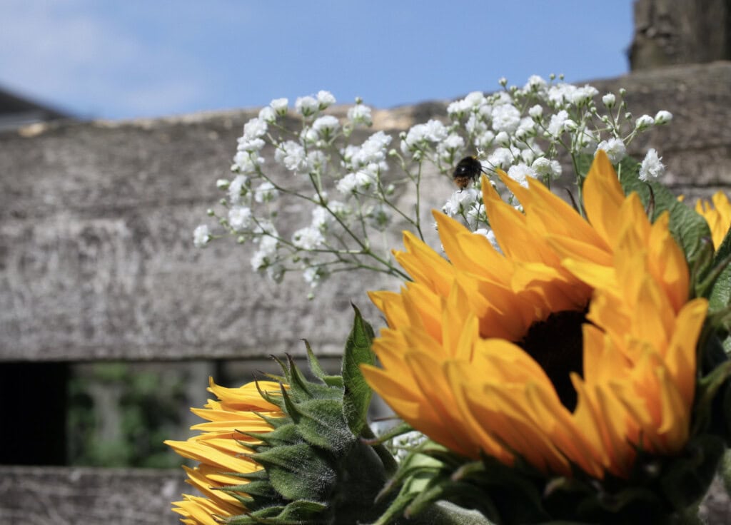 Sunflower & bee