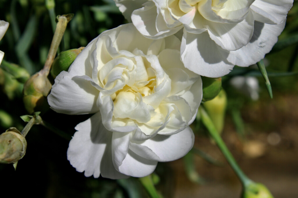White carnations