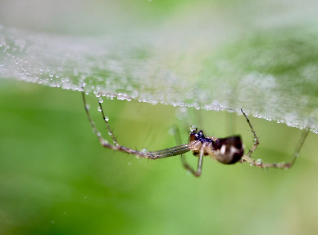 Wabster (Scots for spider)