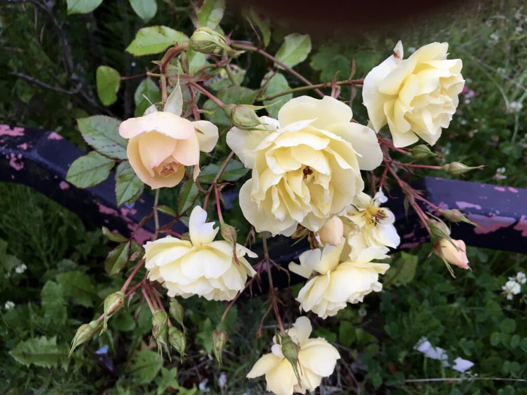 Wild roses