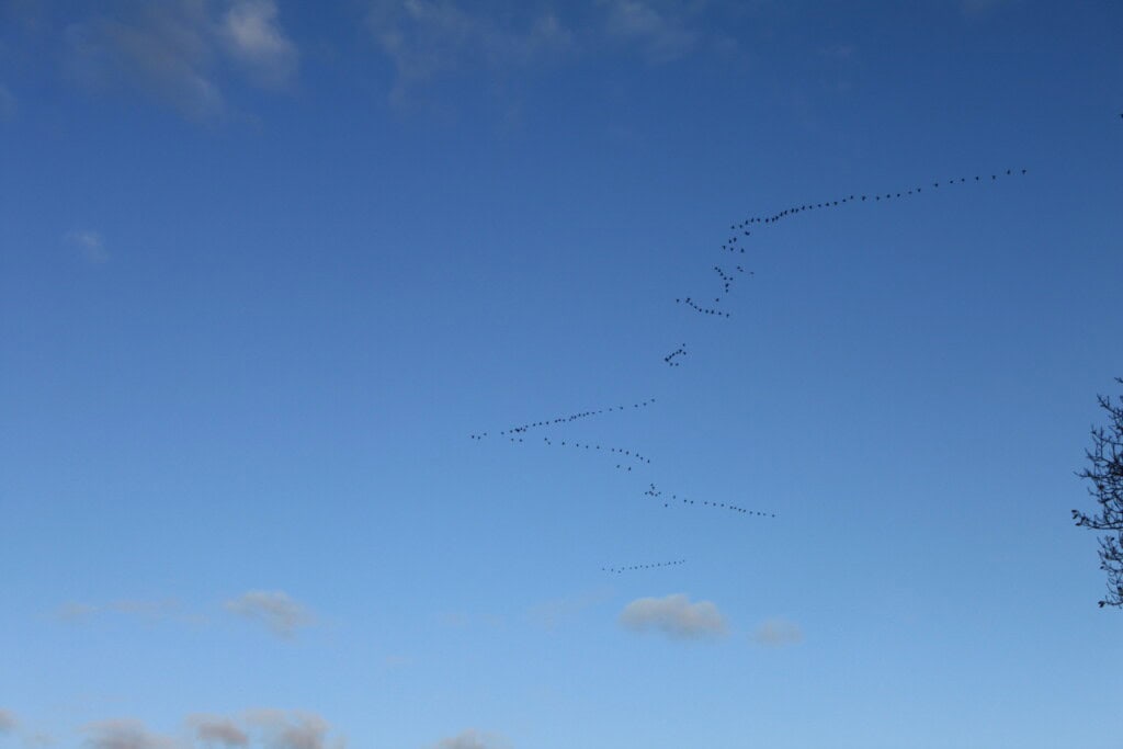 Migrating geese