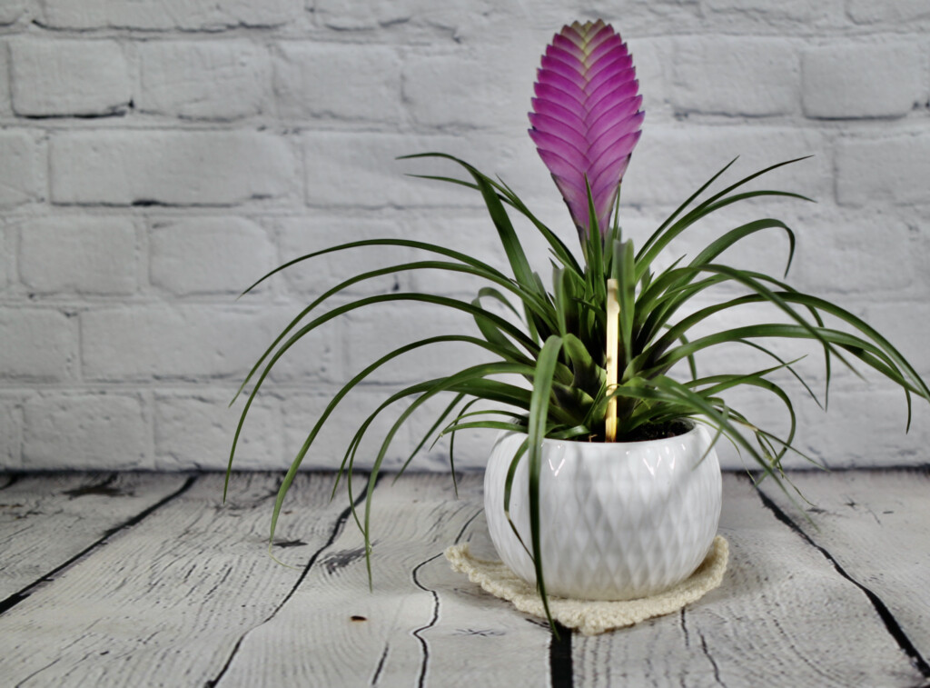 Tillandsia