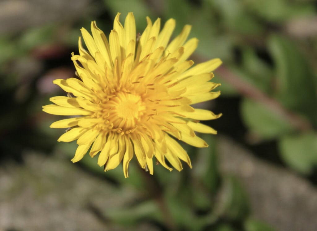 Dandelion